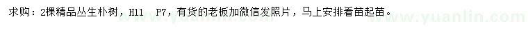 求購高11米叢生樸樹