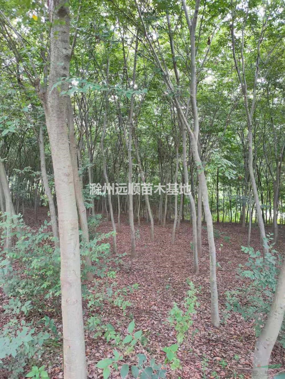 優(yōu)質(zhì)特價(jià)3-8公分紅櫸8元起售 安徽紅櫸農(nóng)戶產(chǎn)地直銷