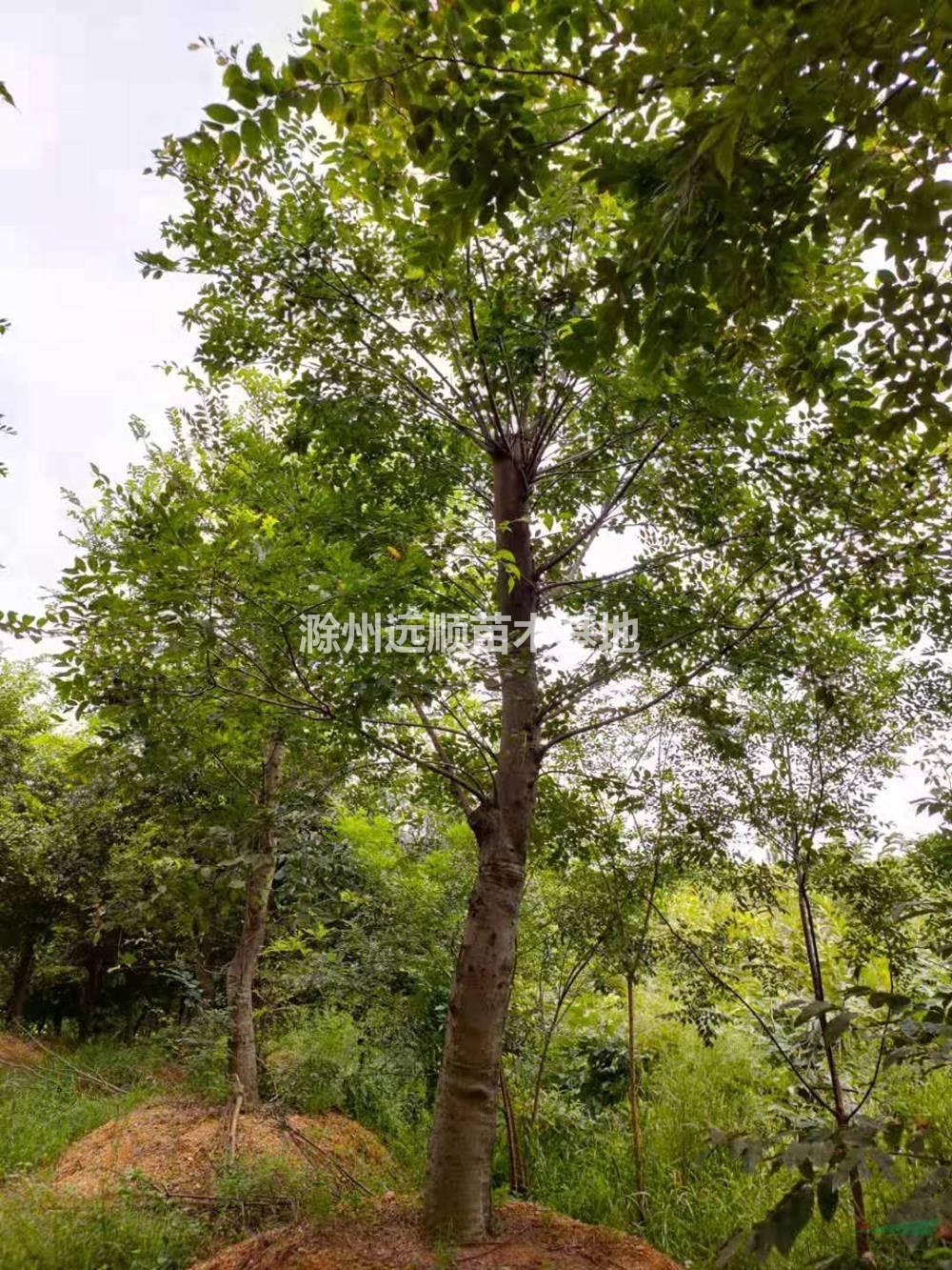 大小規(guī)格安徽樸樹 滁州樸樹基地 12-20公分樸樹工程苗