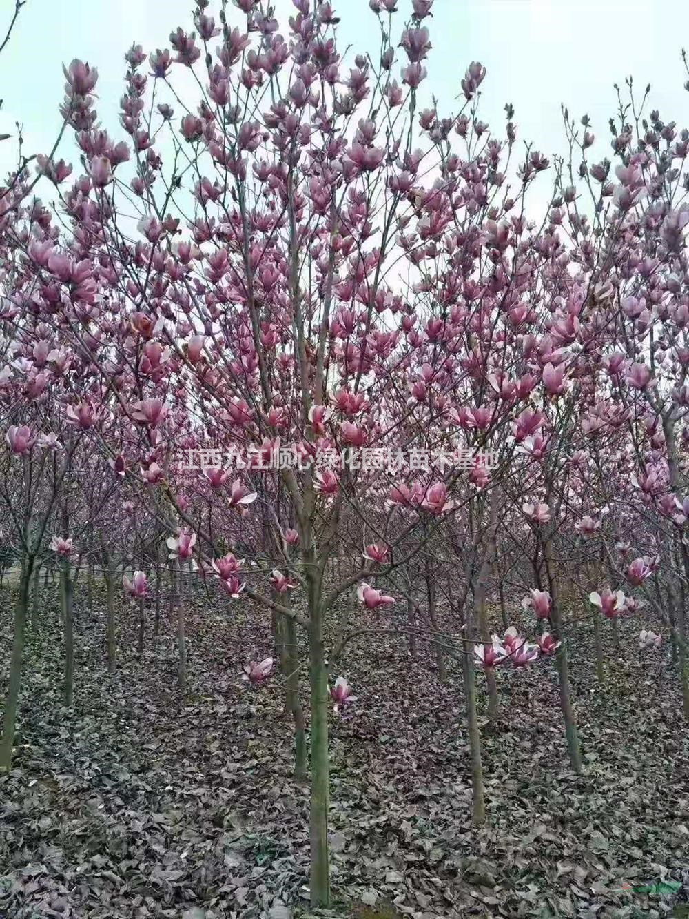 江西紫玉蘭 九江紫玉蘭基地行情報價/江西紫玉蘭 九江紫玉蘭基地圖片展示