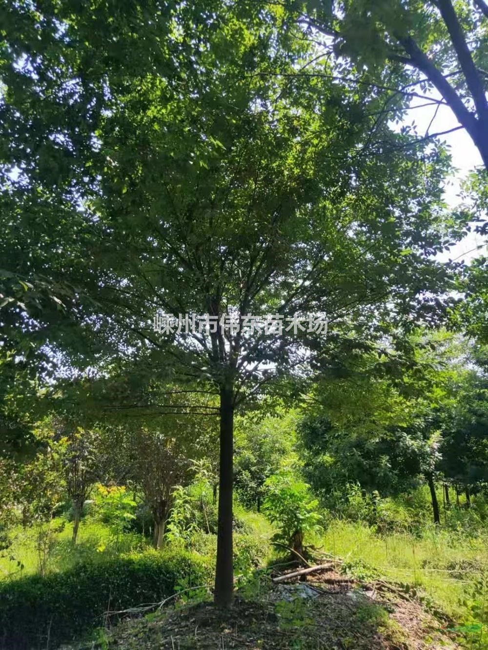 大小規格櫸樹基地 優質特價櫸樹供應商 18公分精品櫸樹