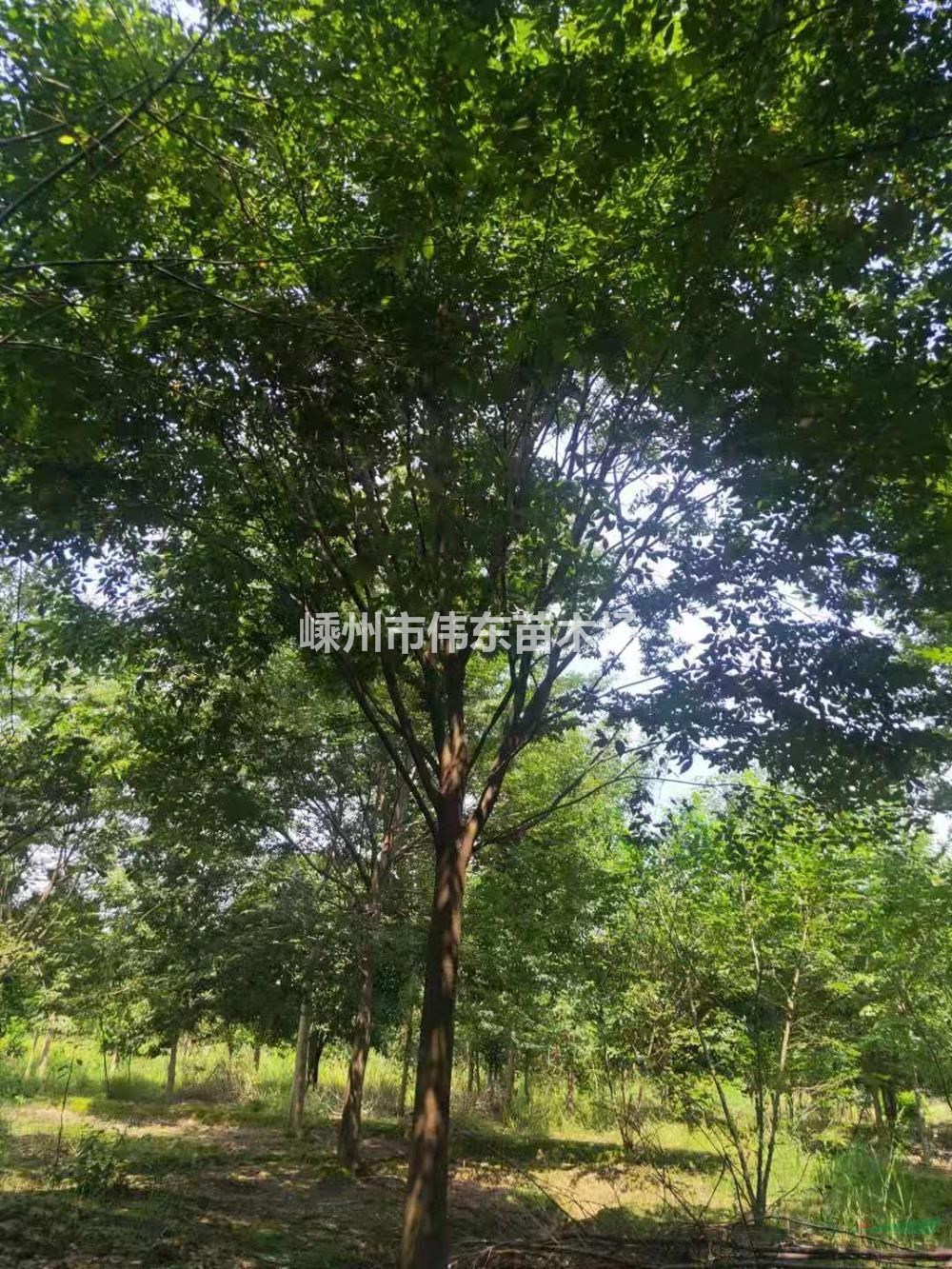 大小規格櫸樹基地 優質特價櫸樹供應商 18公分精品櫸樹