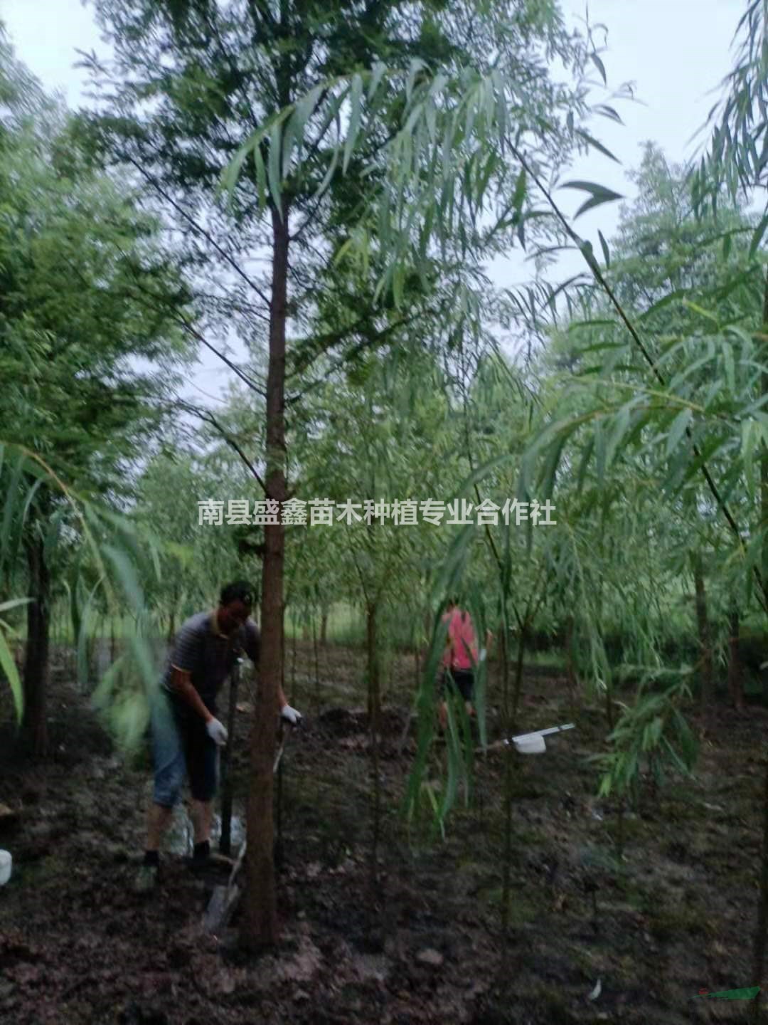 大小規(guī)格10精品落羽杉基地