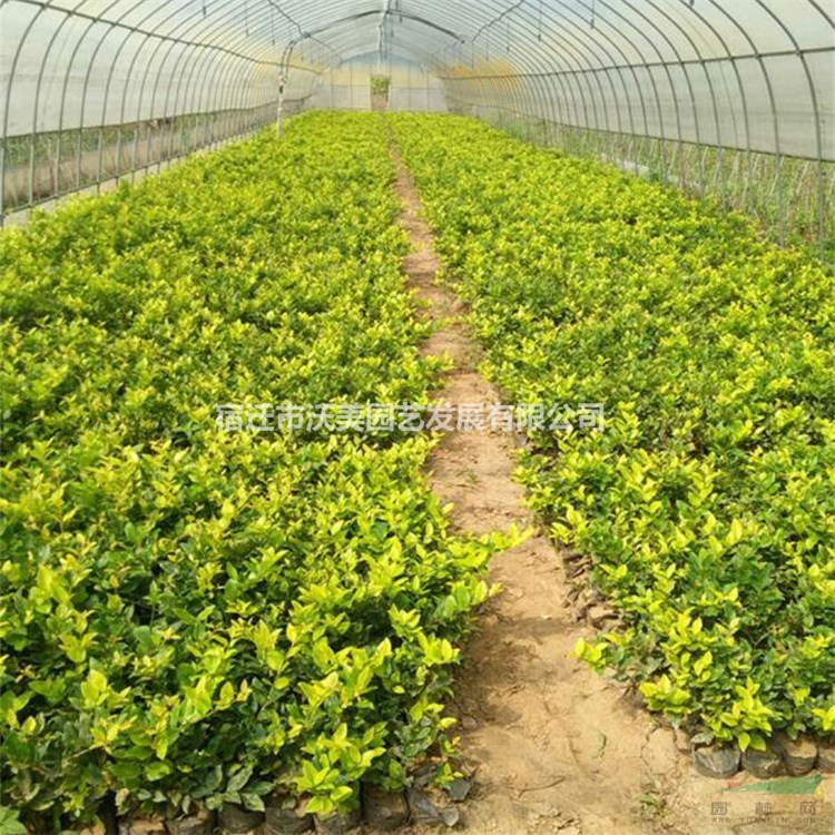 出售優質花葉大花六道木 庭院小區觀賞植物 園林綠化苗木 