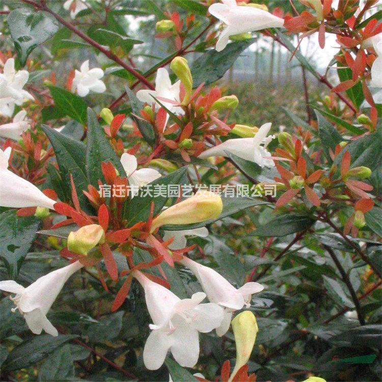 出售優質花葉大花六道木 庭院小區觀賞植物 園林綠化苗木 