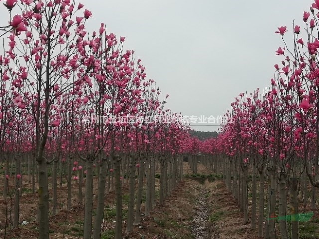 专供红玉兰（娇红一号）