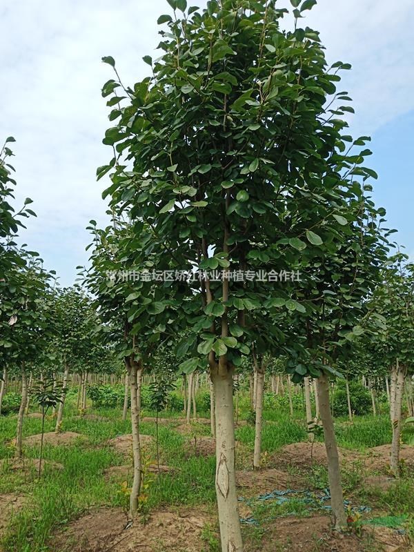 专供红玉兰（娇红一号）