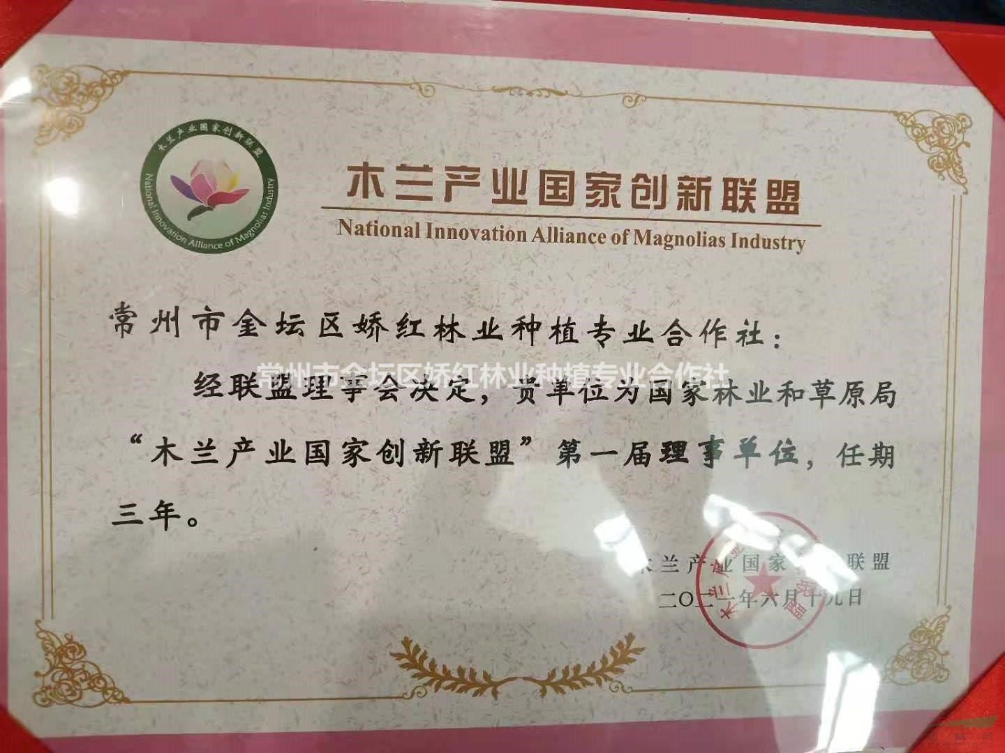 专供红玉兰（娇红一号）