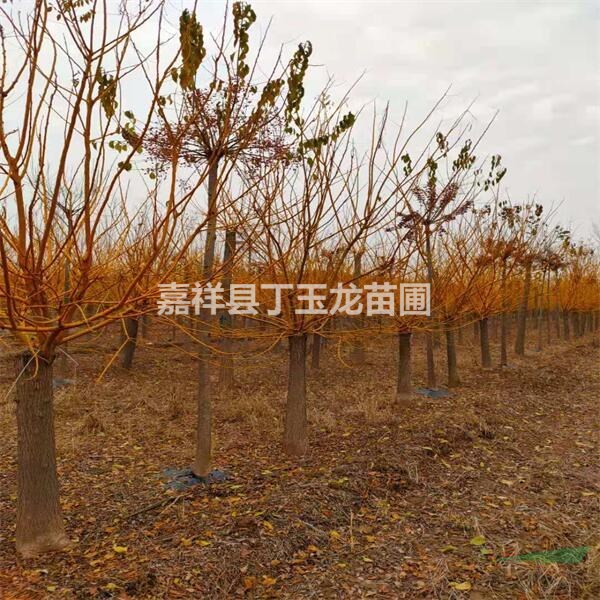 黃金國(guó)槐  出效果 價(jià)格低
