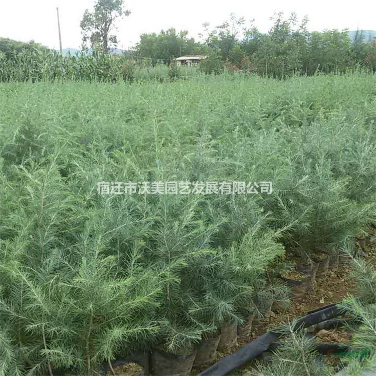 基地批發雪松 樹苗 庭院小區觀賞植物 園林觀賞綠植
