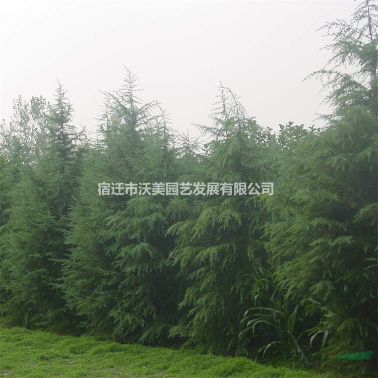 基地批發雪松 樹苗 庭院小區觀賞植物 園林觀賞綠植