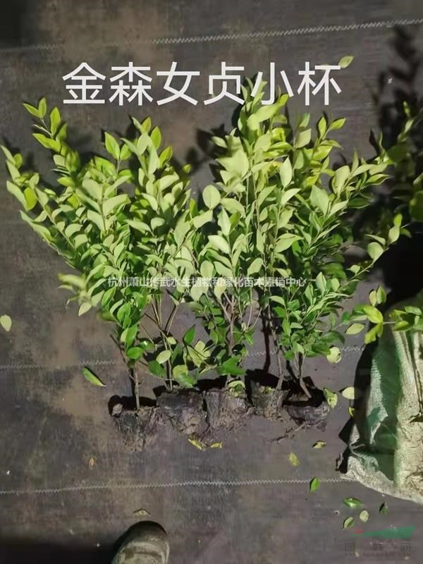 杭州萧山常年大量供应金边黄杨，红叶石楠，大叶黄杨，等多种绿化苗木
