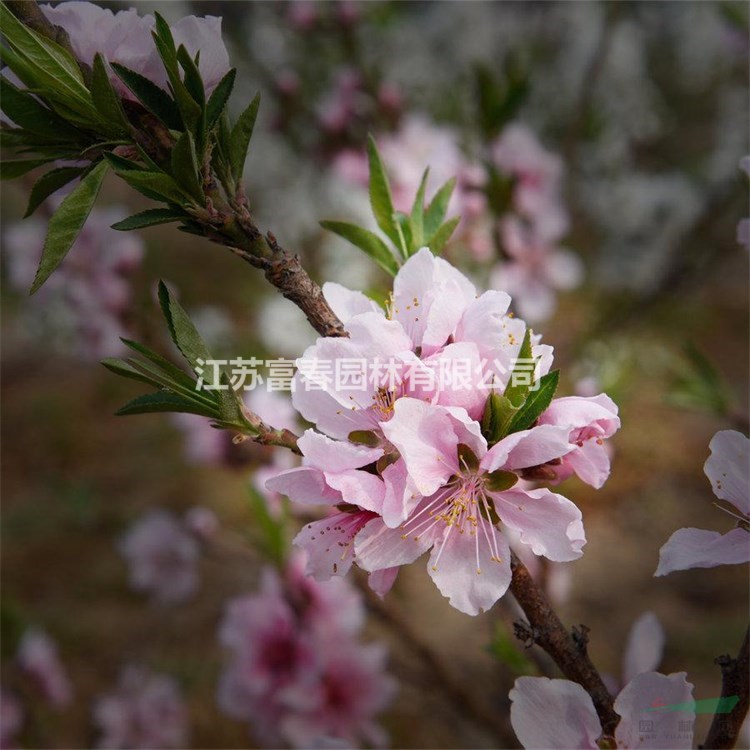 出售壽星桃樹苗 庭院小區(qū)道路綠化觀賞植物 園林工程苗木