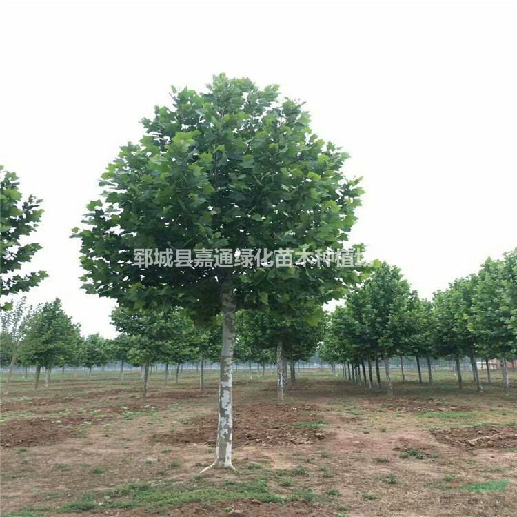 菏澤地區(qū)15公分17公分法桐 園林綠化喬木