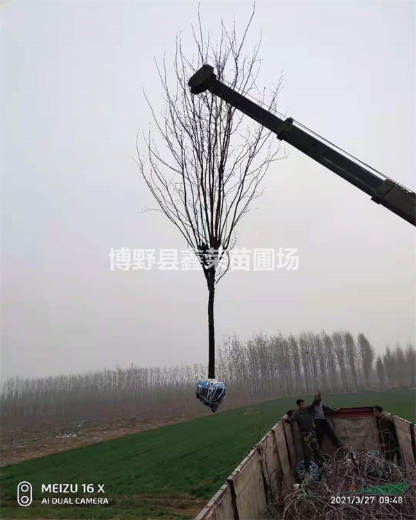 3公分香花槐產(chǎn)地5公分香花槐供應(yīng)點(diǎn)--保定