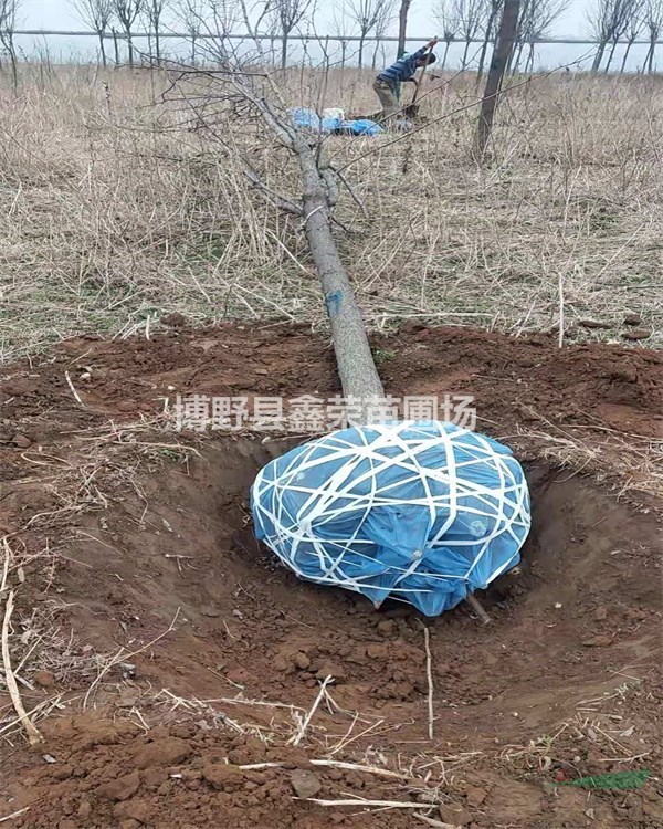3公分香花槐產(chǎn)地5公分香花槐供應(yīng)點(diǎn)--保定