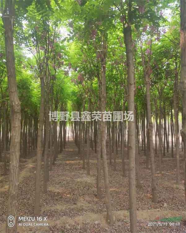 15公分紅花槐批發(fā)17公分紅花槐--規(guī)格型號