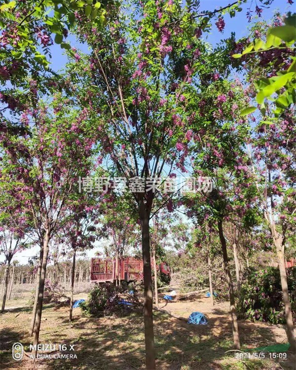 15公分紅花槐批發(fā)17公分紅花槐--規(guī)格型號