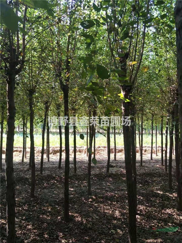 14公分白榆供應(yīng)16公分白榆--優(yōu)惠