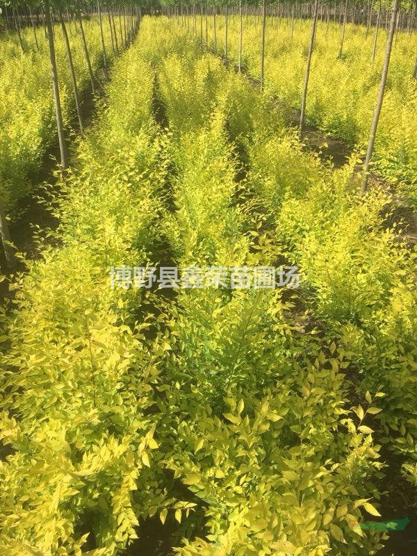 14公分金葉榆供應(yīng)16公分金葉榆--河北
