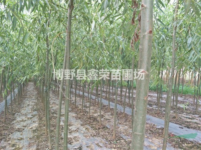 20公分速生柳價(jià)格22公分速生柳--苗木基地