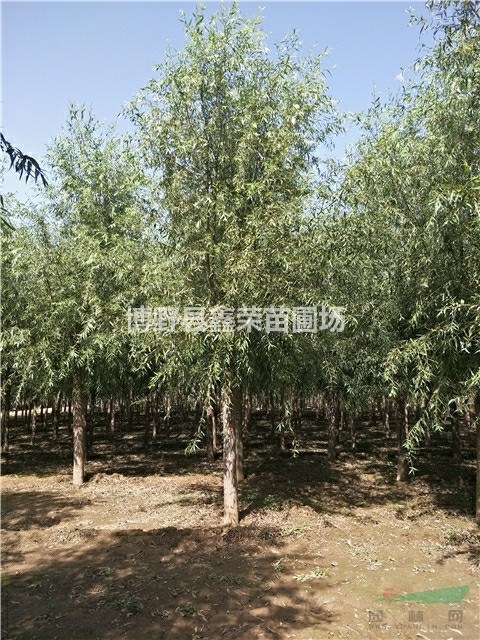 20公分速生柳價(jià)格22公分速生柳--苗木基地