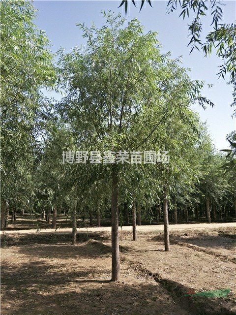 6公分速生柳多少錢10公分速生柳--便宜