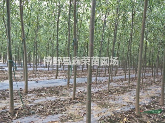 2公分金絲柳價格4公分金絲柳--苗木場