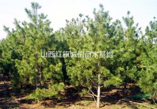 華山松小苗價格、山西運城綠化華山松苗、華山松苗圃苗、3米華山松、5米華山松