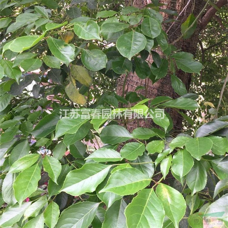 基地出售重陽(yáng)木樹(shù)苗 庭院小區(qū)城市道路綠化觀賞植物 工程苗木