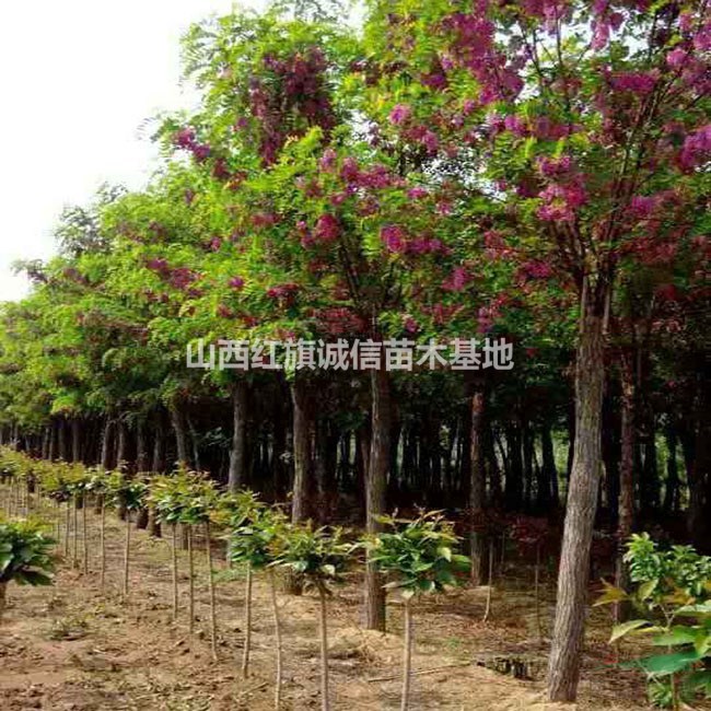 香花槐、1-8公分香花槐、優(yōu)質(zhì)香花槐、苗圃直銷(xiāo)香花槐