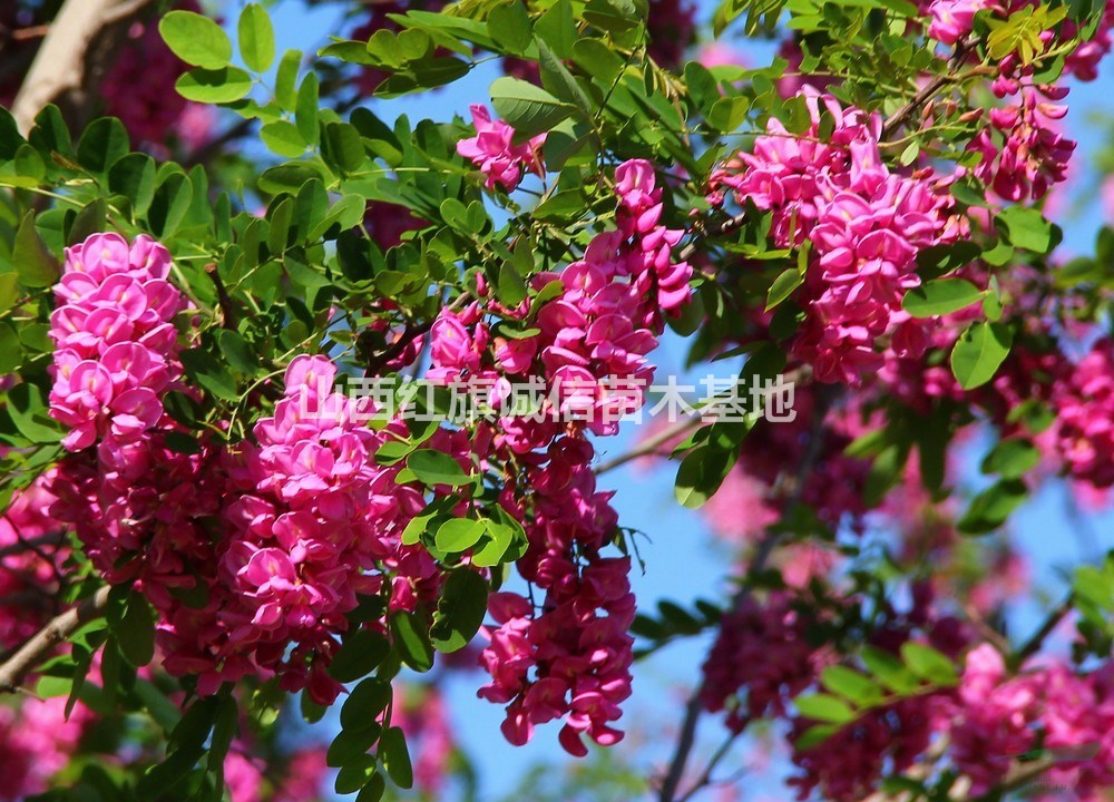 香花槐、1-8公分香花槐、優(yōu)質(zhì)香花槐、苗圃直銷(xiāo)香花槐