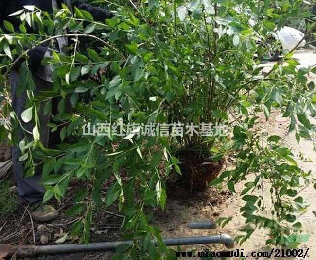 連翹苗直銷、連翹苗苗圃價(jià)格優(yōu)惠、連翹苗批發(fā)、連翹苗
