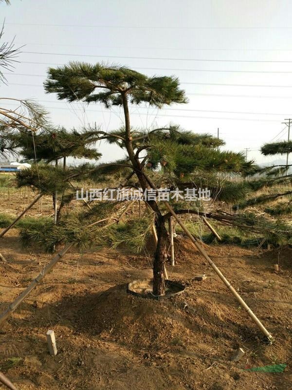 造型油松、精美的造型油松、苗圃直銷造型油松、山西運(yùn)城銷售造型油松