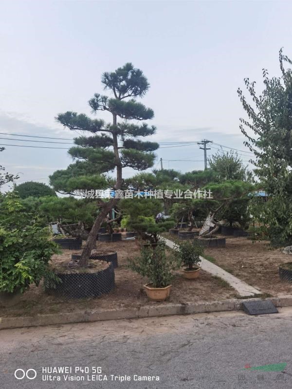 造型黑松地景黑松精品造型黑松景觀松黑松老樁江蘇山東安徽造型..