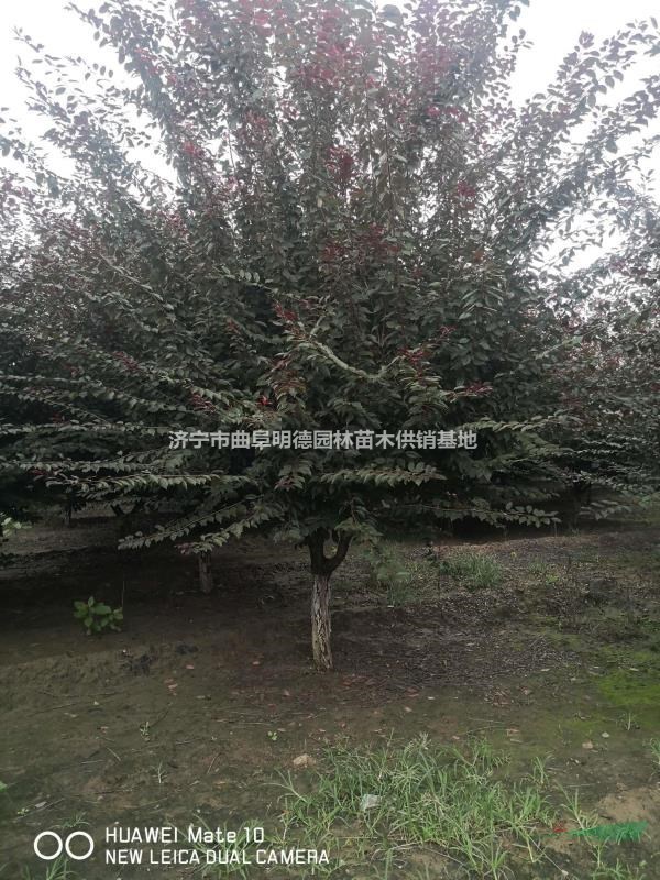 紅葉李12—16公分精品地產(chǎn)苗AAA貨