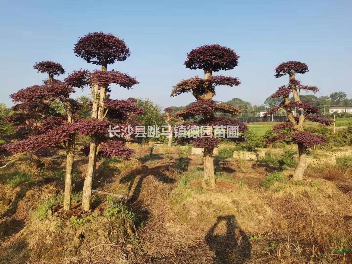 本苗圃優(yōu)價處理一批造型紅花繼木樁，規(guī)格12-18公分，批量拿貨..