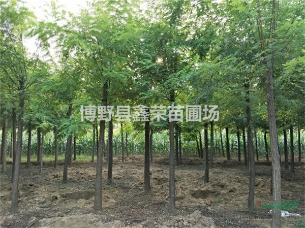 刺槐價格低廉 刺槐誠信苗圃 刺槐產(chǎn)地直銷