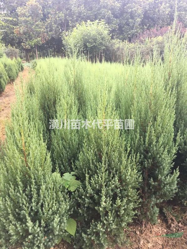 刺柏树长相粗糙销量大
