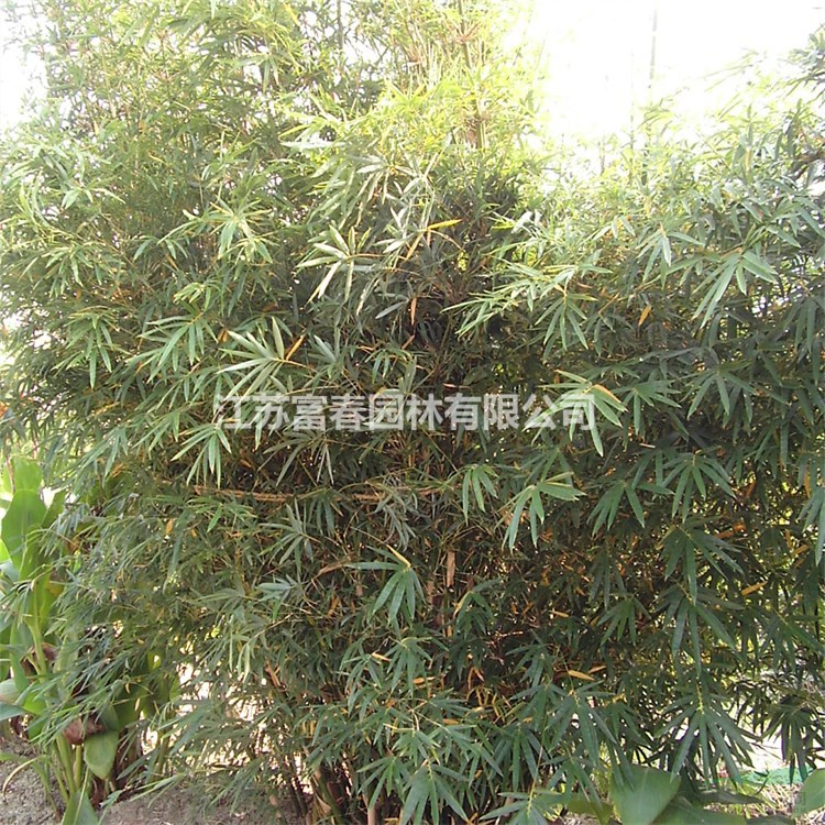 基地出售慈孝竹樹苗 庭院小區(qū)觀賞植物 園林工程綠化苗木 耐寒耐旱