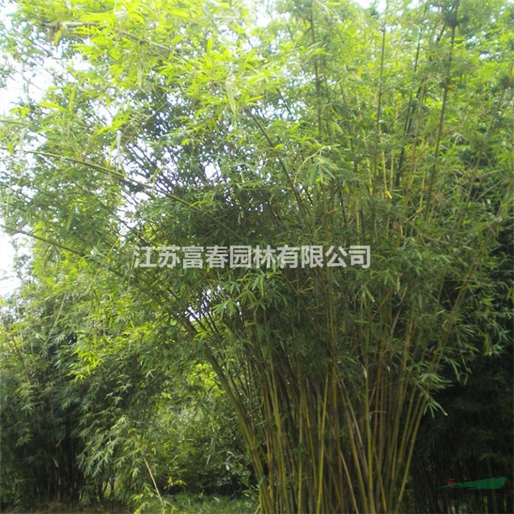 基地出售慈孝竹樹苗 庭院小區(qū)觀賞植物 園林工程綠化苗木 耐寒耐旱