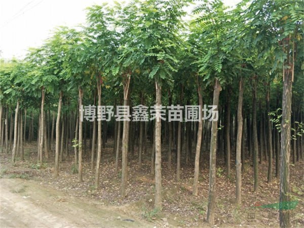優(yōu)質(zhì)供應(yīng)商 紅花槐苗圃直銷 紅花槐量大價(jià)低