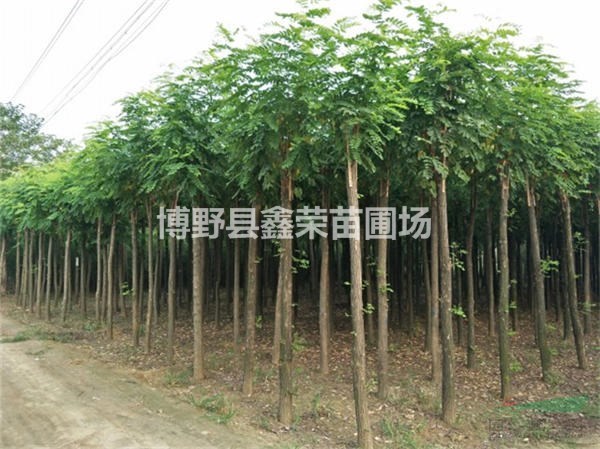 優(yōu)質(zhì)供應(yīng)商 紅花槐苗圃直銷 紅花槐量大價(jià)低