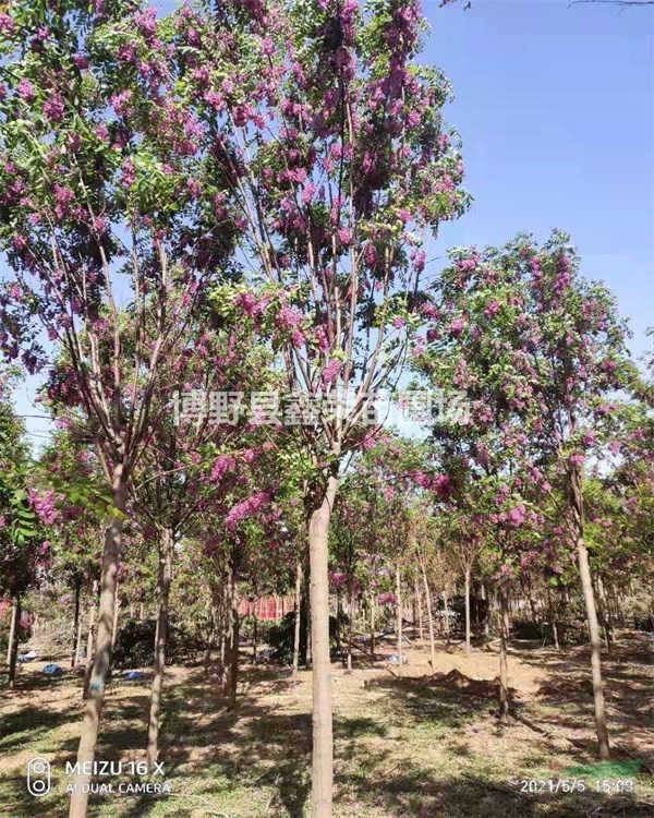 紅花槐價(jià)格 紅花槐報(bào)價(jià) 紅花槐基地 紅花槐產(chǎn)地報(bào)價(jià)表