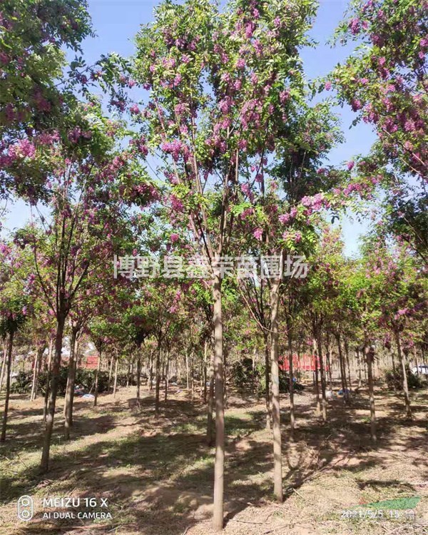 紅花槐價(jià)格 紅花槐報(bào)價(jià) 紅花槐基地 紅花槐產(chǎn)地報(bào)價(jià)表