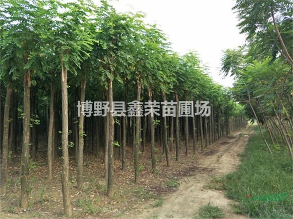 紅花槐一顆多少錢 紅花槐價(jià)格表 紅花槐多少錢一株