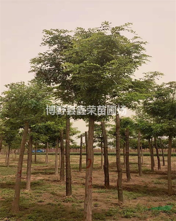 誠信企業(yè) 洋槐報價 洋槐市場報價 批發(fā)價格