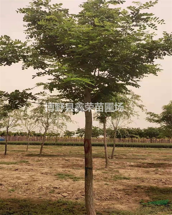 洋槐產(chǎn)地貨源 洋槐促銷價格 洋槐種植基地