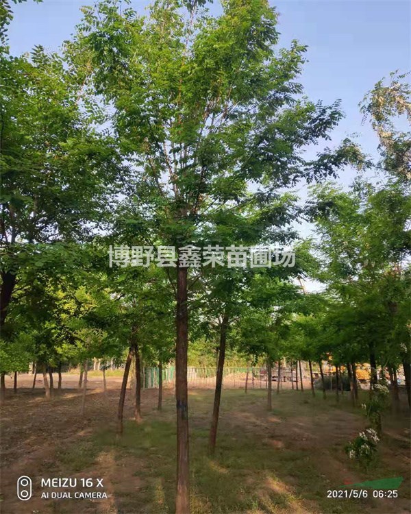 洋槐產(chǎn)地貨源 洋槐促銷價格 洋槐種植基地