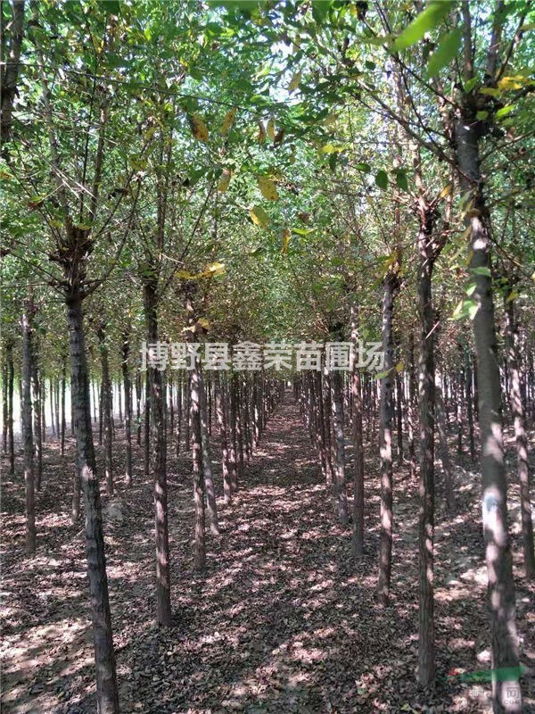 河北白榆 保定白榆 博野白榆 八里莊白榆